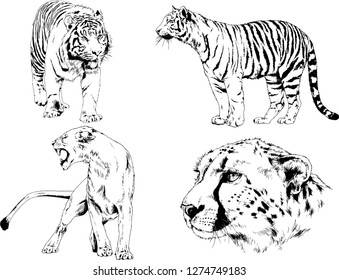 set of vector drawings on the theme of predators tigers are drawn by hand with ink tattoo logos