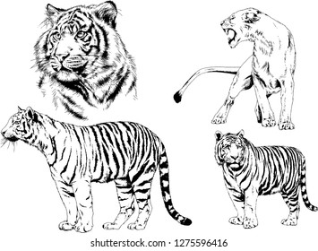set of vector drawings on the theme of predators tigers are drawn by hand with ink tattoo logos