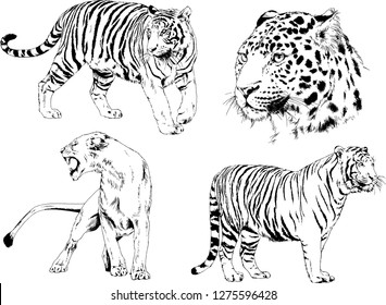 set of vector drawings on the theme of predators tigers are drawn by hand with ink tattoo logos