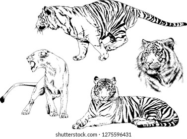 set of vector drawings on the theme of predators tigers are drawn by hand with ink tattoo logos