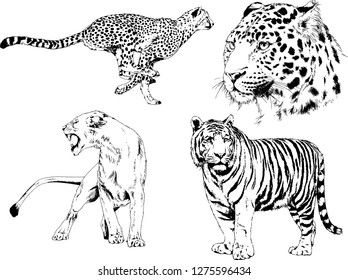 set of vector drawings on the theme of predators tigers are drawn by hand with ink tattoo logos