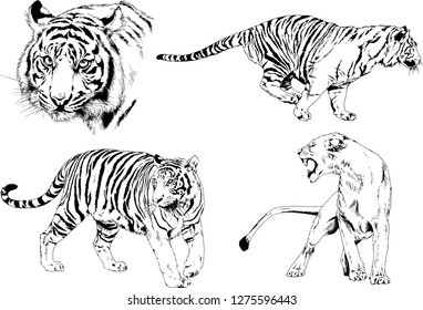 set of vector drawings on the theme of predators tigers are drawn by hand with ink tattoo logos