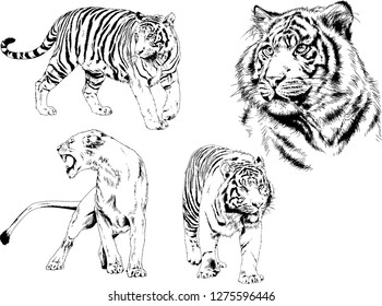 set of vector drawings on the theme of predators tigers are drawn by hand with ink tattoo logos