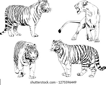 set of vector drawings on the theme of predators tigers are drawn by hand with ink tattoo logos