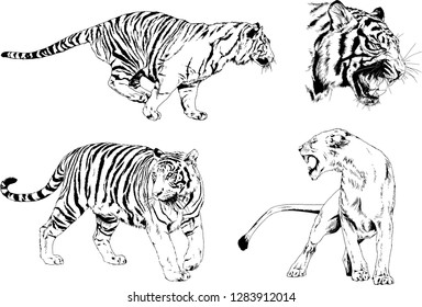 set of vector drawings on the theme of predators tigers are drawn by hand with ink tattoo logos