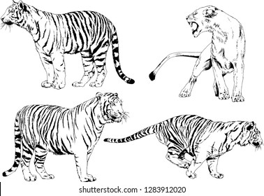 set of vector drawings on the theme of predators tigers are drawn by hand with ink tattoo logos