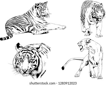 set of vector drawings on the theme of predators tigers are drawn by hand with ink tattoo logos