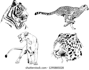 set of vector drawings on the theme of predators tigers are drawn by hand with ink tattoo logos