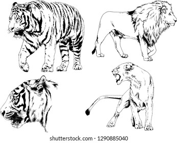 set of vector drawings on the theme of predators tigers are drawn by hand with ink tattoo logos