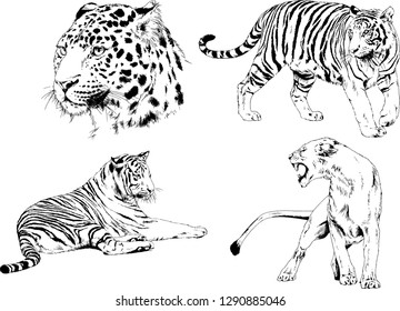 set of vector drawings on the theme of predators tigers are drawn by hand with ink tattoo logos