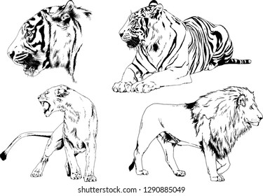 set of vector drawings on the theme of predators tigers are drawn by hand with ink tattoo logos