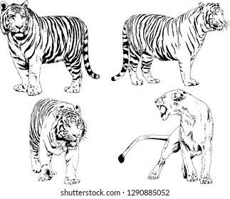 set of vector drawings on the theme of predators tigers are drawn by hand with ink tattoo logos