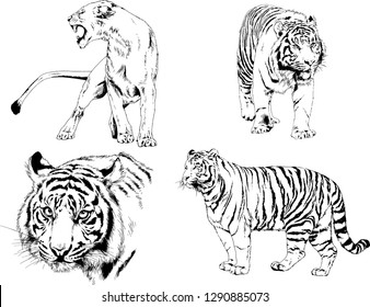 set of vector drawings on the theme of predators tigers are drawn by hand with ink tattoo logos