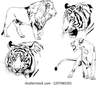 set of vector drawings on the theme of predators tigers are drawn by hand with ink tattoo logos