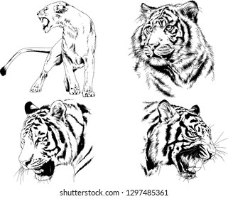 set of vector drawings on the theme of predators tigers are drawn by hand with ink tattoo logos