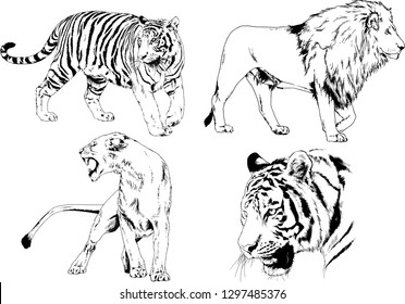 set of vector drawings on the theme of predators tigers are drawn by hand with ink tattoo logos