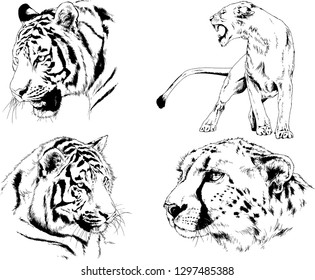 set of vector drawings on the theme of predators tigers are drawn by hand with ink tattoo logos