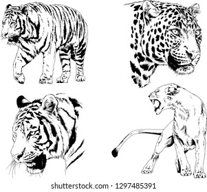 set of vector drawings on the theme of predators tigers are drawn by hand with ink tattoo logos