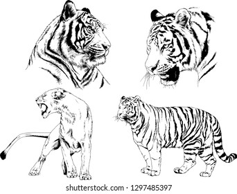 set of vector drawings on the theme of predators tigers are drawn by hand with ink tattoo logos