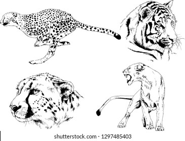 set of vector drawings on the theme of predators tigers are drawn by hand with ink tattoo logos