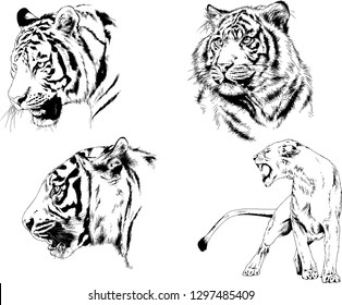 set of vector drawings on the theme of predators tigers are drawn by hand with ink tattoo logos