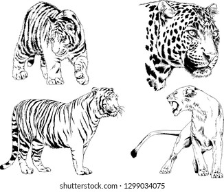 set of vector drawings on the theme of predators tigers are drawn by hand with ink tattoo logos