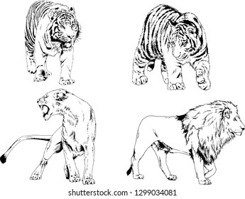 set of vector drawings on the theme of predators tigers are drawn by hand with ink tattoo logos