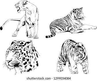 set of vector drawings on the theme of predators tigers are drawn by hand with ink tattoo logos