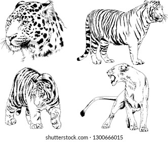 set of vector drawings on the theme of predators tigers are drawn by hand with ink tattoo logos