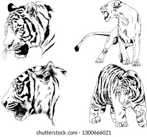 set of vector drawings on the theme of predators tigers are drawn by hand with ink tattoo logos