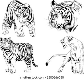 set of vector drawings on the theme of predators tigers are drawn by hand with ink tattoo logos