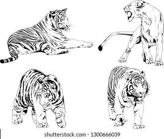 set of vector drawings on the theme of predators tigers are drawn by hand with ink tattoo logos