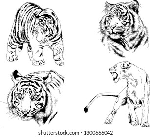 set of vector drawings on the theme of predators tigers are drawn by hand with ink tattoo logos