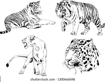 set of vector drawings on the theme of predators tigers are drawn by hand with ink tattoo logos