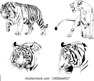 set of vector drawings on the theme of predators tigers are drawn by hand with ink tattoo logos