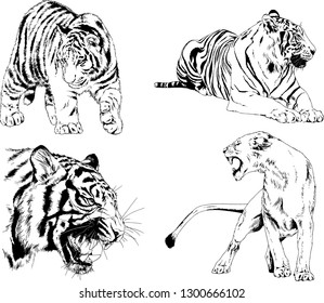 set of vector drawings on the theme of predators tigers are drawn by hand with ink tattoo logos