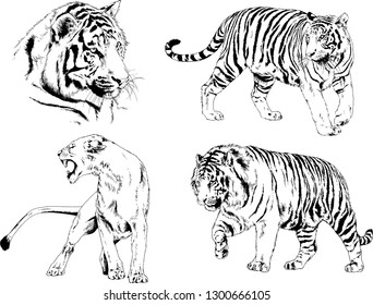 set of vector drawings on the theme of predators tigers are drawn by hand with ink tattoo logos