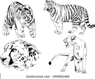 set of vector drawings on the theme of predators tigers are drawn by hand with ink tattoo logos