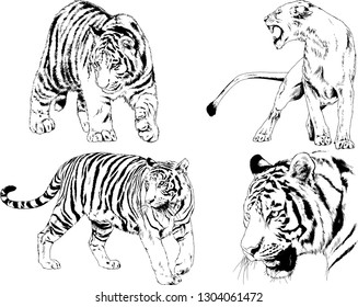 set of vector drawings on the theme of predators tigers are drawn by hand with ink tattoo logos