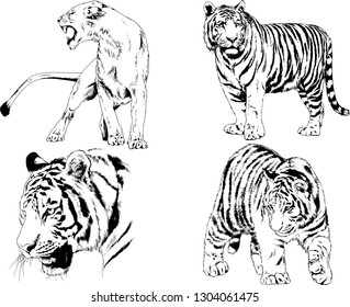 set of vector drawings on the theme of predators tigers are drawn by hand with ink tattoo logos
