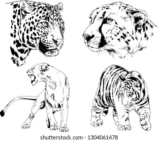 set of vector drawings on the theme of predators tigers are drawn by hand with ink tattoo logos