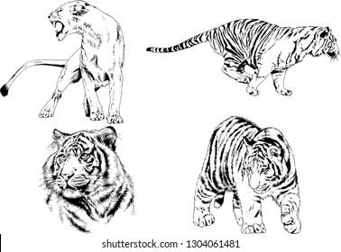 set of vector drawings on the theme of predators tigers are drawn by hand with ink tattoo logos