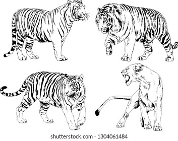 set of vector drawings on the theme of predators tigers are drawn by hand with ink tattoo logos