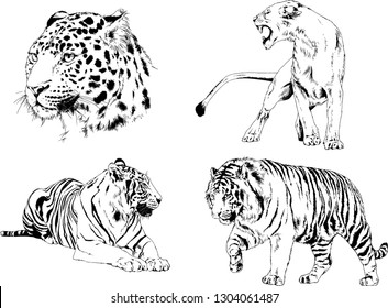 set of vector drawings on the theme of predators tigers are drawn by hand with ink tattoo logos