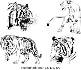 set of vector drawings on the theme of predators tigers are drawn by hand with ink tattoo logos
