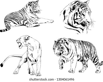 set of vector drawings on the theme of predators tigers are drawn by hand with ink tattoo logos