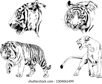 set of vector drawings on the theme of predators tigers are drawn by hand with ink tattoo logos