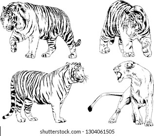 set of vector drawings on the theme of predators tigers are drawn by hand with ink tattoo logos