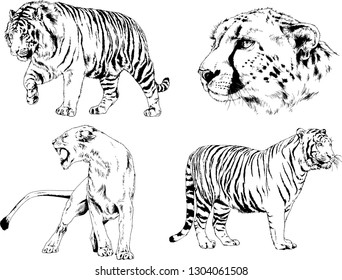 set of vector drawings on the theme of predators tigers are drawn by hand with ink tattoo logos