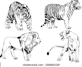 set of vector drawings on the theme of predators tigers are drawn by hand with ink tattoo logos